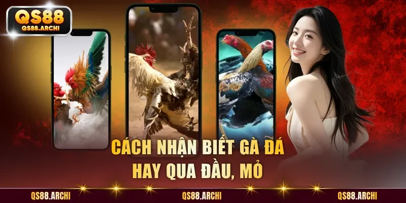 Cách nhận biết gà đá hay qua đầu, mỏ