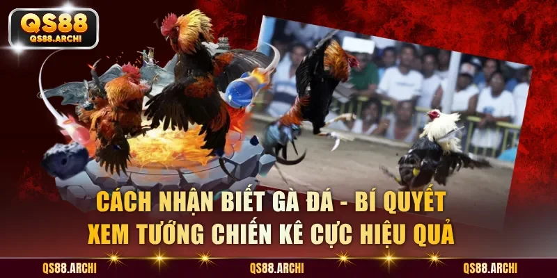 Cách Nhận Biết Gà Đá - Bí Quyết Xem Tướng Chiến Kê Cực Hiệu Quả