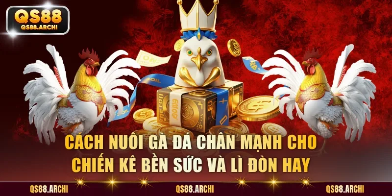 Cách Nuôi Gà Đá Chân Mạnh Cho Chiến Kê Bền Sức Và Lì Đòn Hay